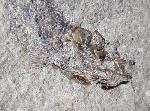 Leptolepis bronni AGASSIZ 1833 - Bild © FossNet FossilienStore